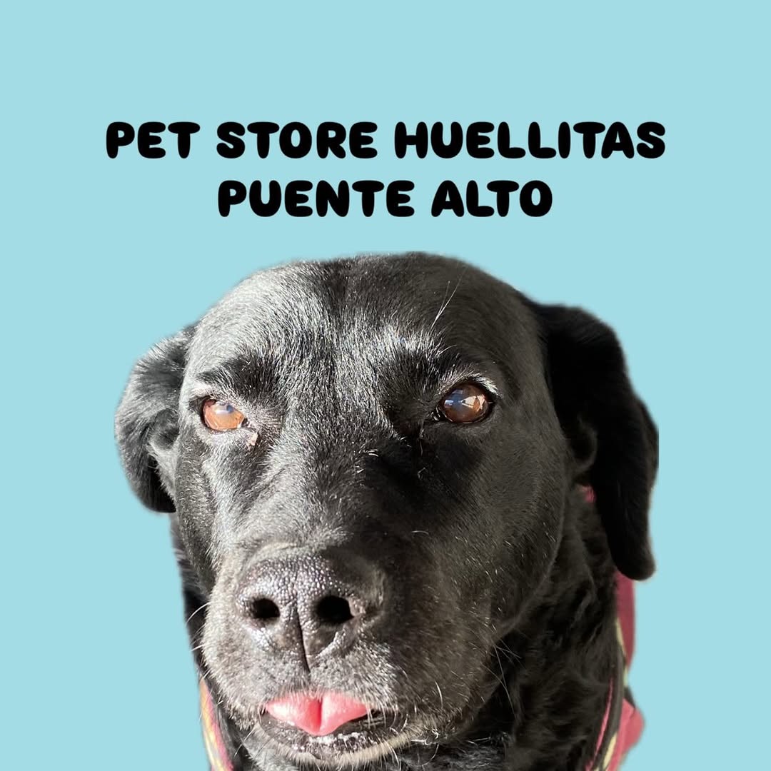 Mascota feliz en Pet Store Huellitas